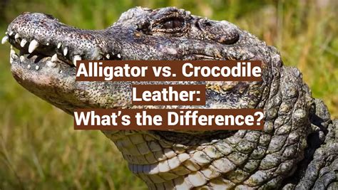 alligator vs crocodile leather.